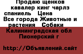 Продаю щенков кавалер кинг чарлз спаниель › Цена ­ 40 000 - Все города Животные и растения » Собаки   . Калининградская обл.,Пионерский г.